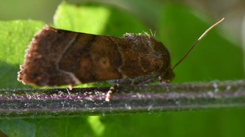 Réf. 289 155 : Cosmia affinis